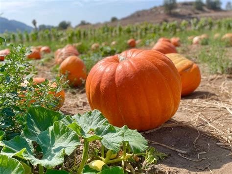 moore pumpkin patch san ramon.